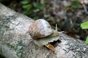 Zahrada Na Balkoně